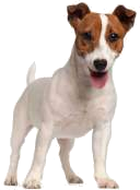 Jack Russell Terrier